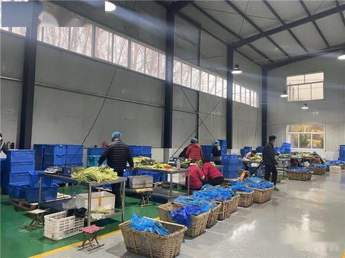 商河县这里的土地里种出了 金饽饽 ,成为江北最大的番茄生产基地